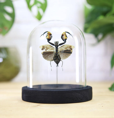 Boxing Mantis Insect Entomology Bell Jar