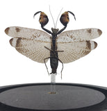 Boxing Mantis Insect Entomology Bell Jar