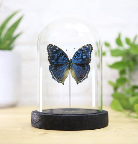 Brilliant Blue Pansy Butterfly Bell Jar