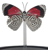 Cramer's Eighty-Eight Butterfly Bell Jar (Ventral Side)