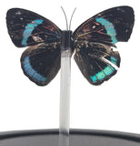 Cramer's Eighty-Eight Butterfly Bell Jar (Ventral Side)