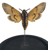 Death's Head Moth Glass Bell Jar