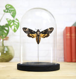 Death's Head Moth Glass Bell Jar