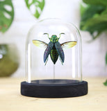 False Eyed Jewel Beetle Bell Jar