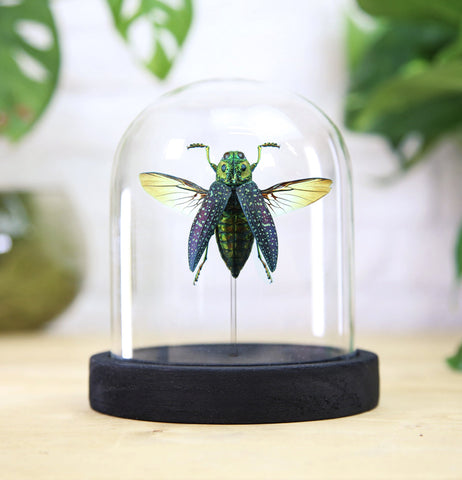 False Eyed Jewel Beetle Bell Jar
