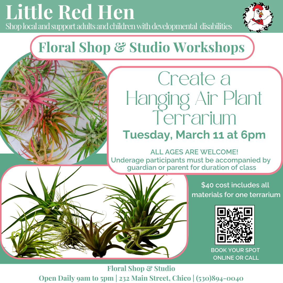 Hanging Air Plant Terrarium Workshop
