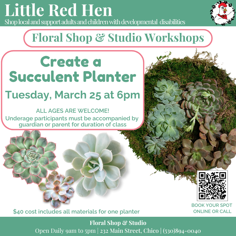 Succulent Planter Workshop