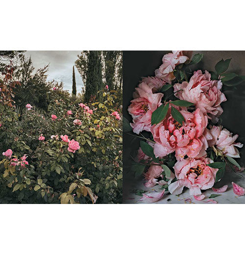 Flowers of Provence by Jamie Beck