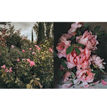 Flowers of Provence by Jamie Beck