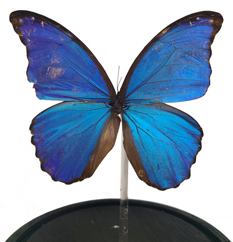 Giant Blue Morpho Butterfly Bell Jar
