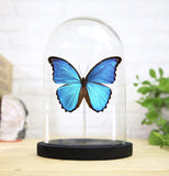 Giant Blue Morpho Butterfly Bell Jar