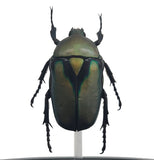 Green Shiny Scarab Beetle Bell Jar