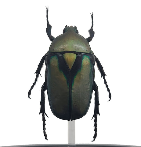 Green Shiny Scarab Beetle Bell Jar