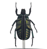 Green Shiny Scarab Beetle Bell Jar