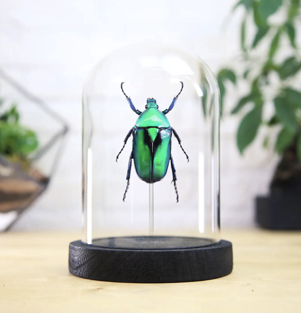 Green Shiny Scarab Beetle Bell Jar