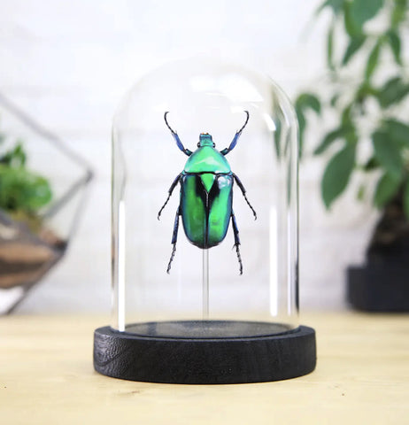 Green Shiny Scarab Beetle Bell Jar