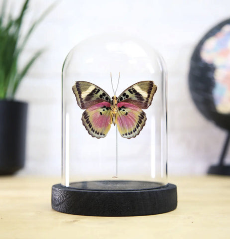 Hebes Pink Forester Butterfly Bell Jar