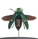 Opulenta Jewel Beetle (Spread Wing) Bell Jar