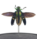 Opulenta Jewel Beetle (Spread Wing) Bell Jar