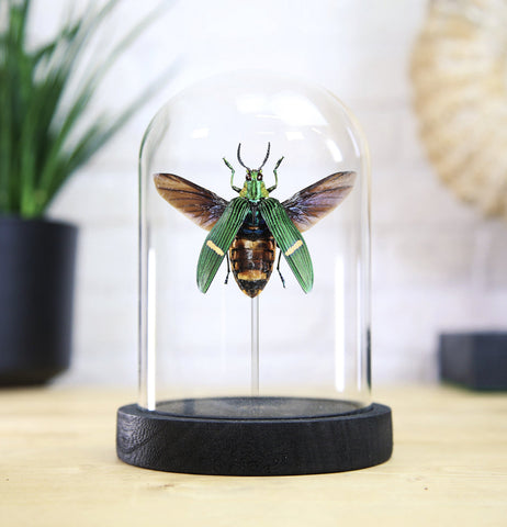 Opulenta Jewel Beetle (Spread Wing) Bell Jar