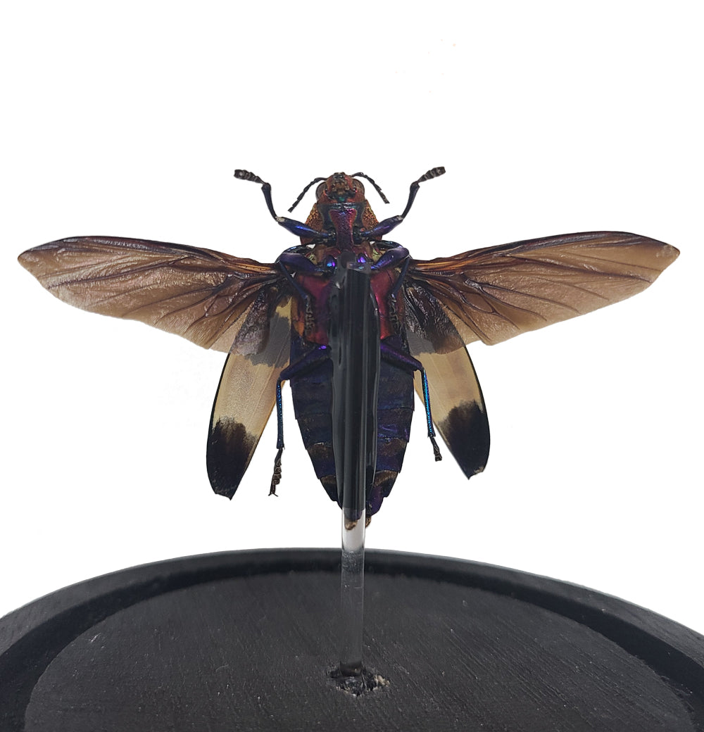 Red Speckled Jewel Beetle Bell Jar