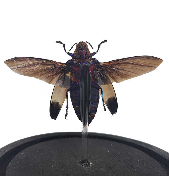 Red Speckled Jewel Beetle Bell Jar