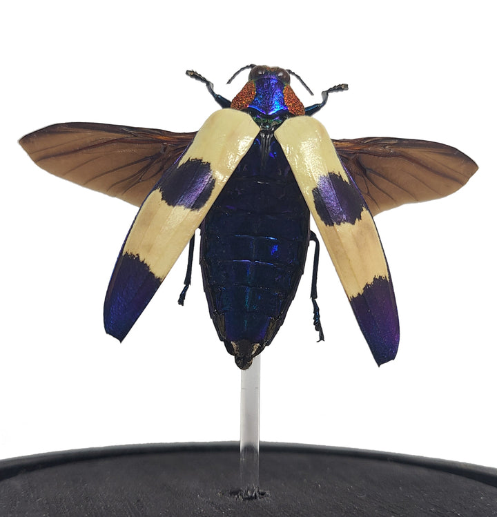 Red Speckled Jewel Beetle Bell Jar