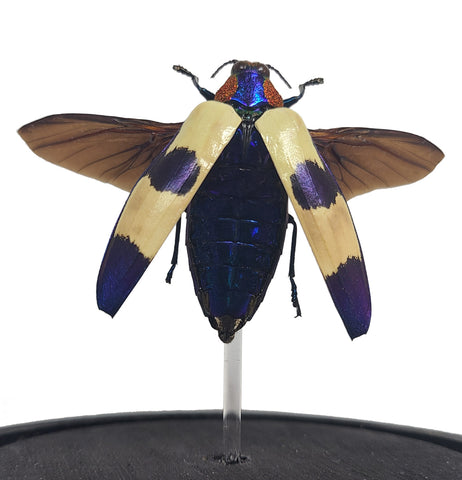 Red Speckled Jewel Beetle Bell Jar