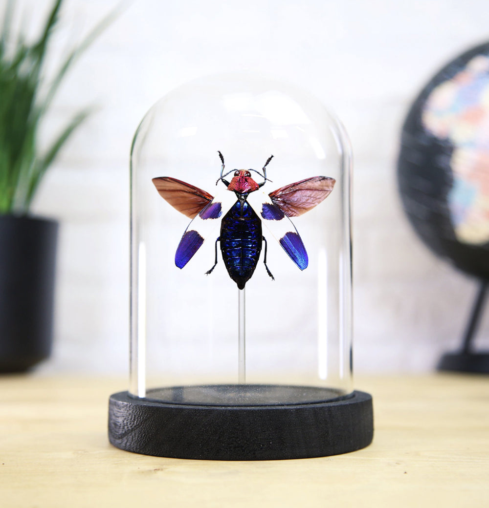Red Speckled Jewel Beetle Bell Jar