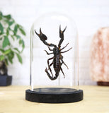 Giant Forest Scorpion Bell Jar