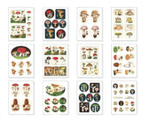 Tin of Stickers "Mushrooms"