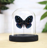 Starry Cracker Butterfly Bell Jar