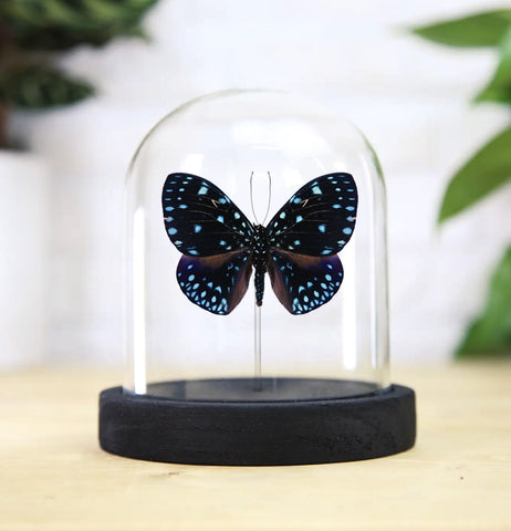 Starry Cracker Butterfly Bell Jar