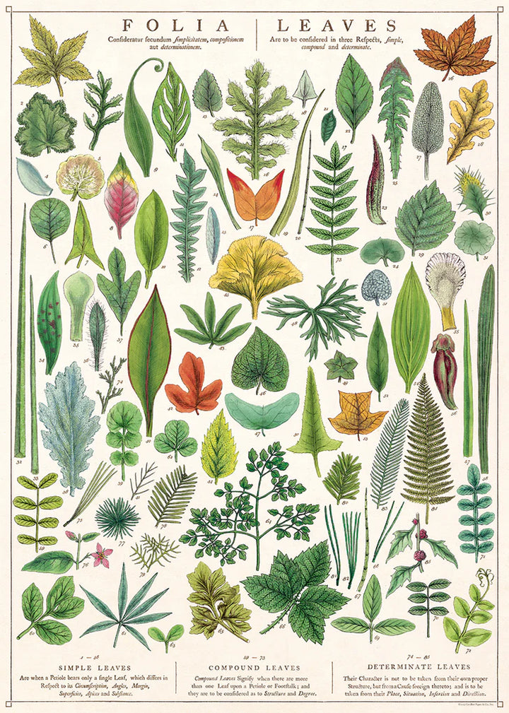 Botanical Poster Wrap