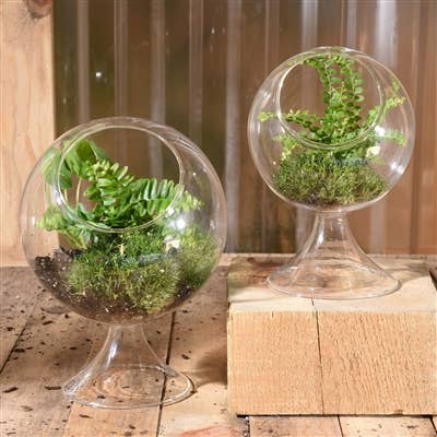 Sole Terrarium, Glass - Round, Lrg