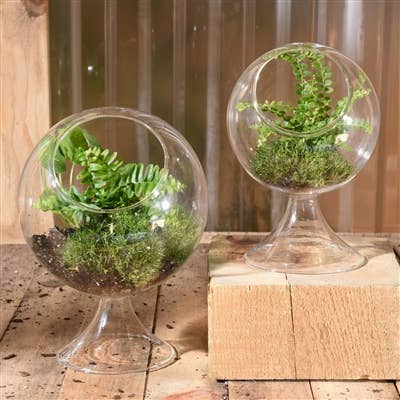 Sole Terrarium, Glass - Round, Sm