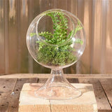 Sole Terrarium, Glass - Round, Sm