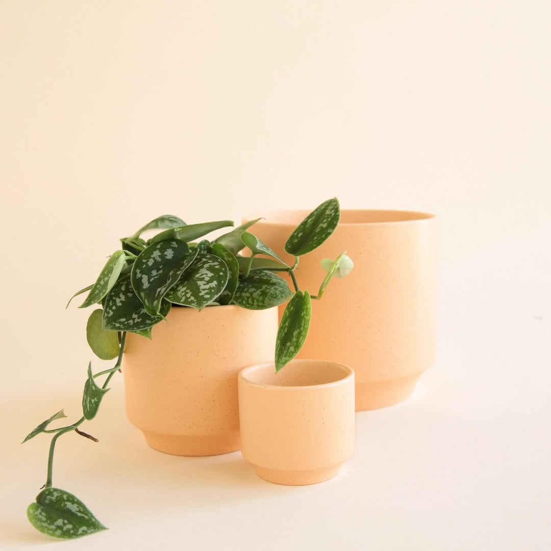 Parker Planter | Sunset Speckle: 3 inch