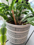 Everyday Plant Sticks/Signs: Happy Birthday