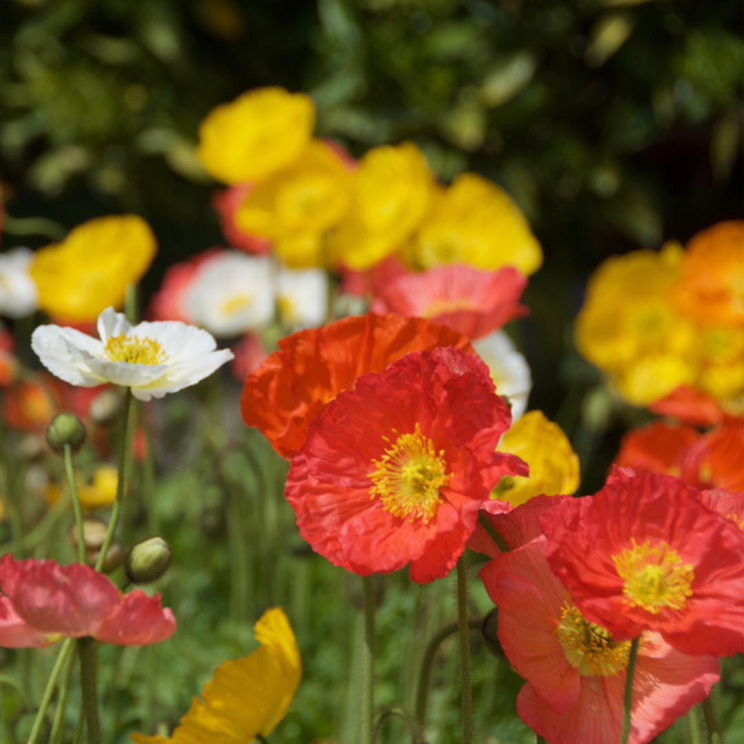 Seeds The Poppy Star