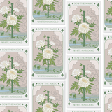 Seeds White Marigold Tarot Art Packet