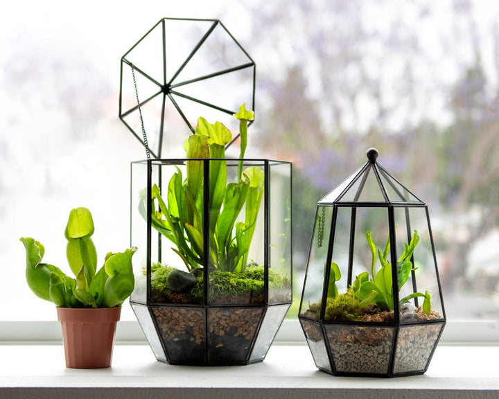 Glass Terrarium: Large