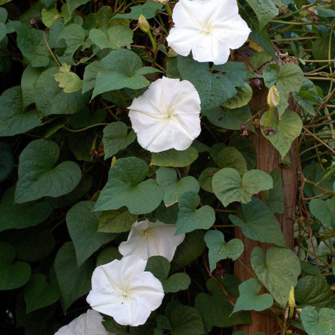 Seeds Moon Flower Ipomoea Alba