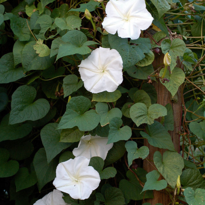 Seeds Moon Flower Ipomoea Alba