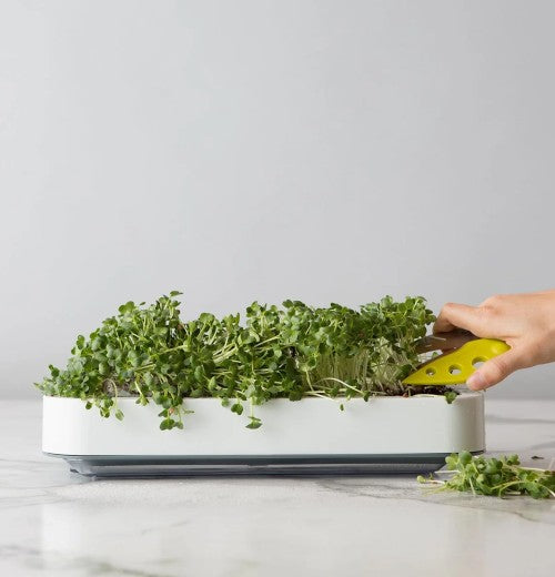 Microgreens Grower