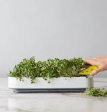 Microgreens Grower
