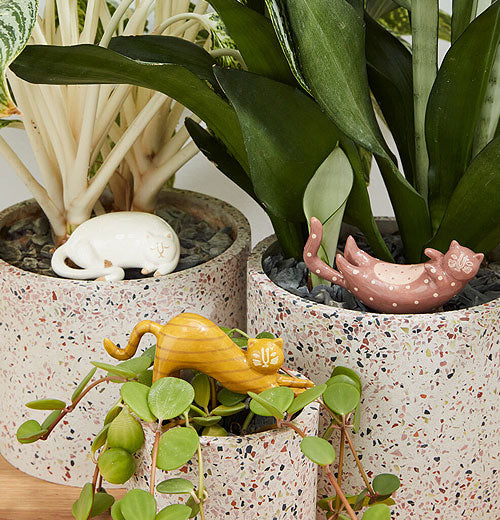 Curious Cats Plant Sticks
