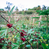 Seeds Thai Red Roselle Hibiscus