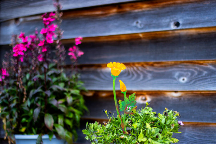 California Poppy Pick -Painted