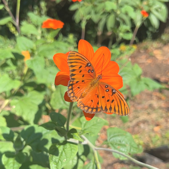 Seeds Mexican Sunflower